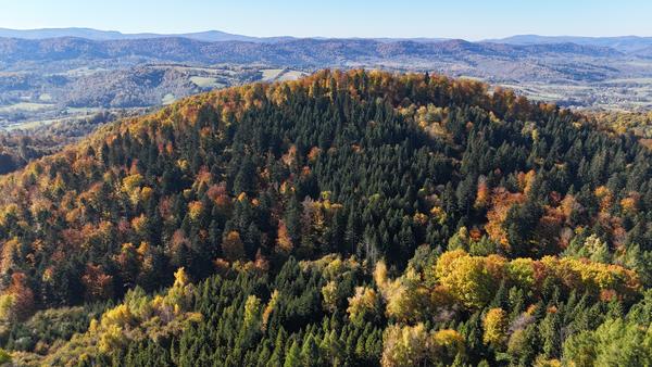 Gmina Czarna